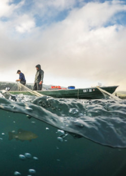 Ein Bodenseefischer wirft geschickt sein Netz aus, auf der Suche nach frischem Fang im klaren Wasser des Bodensees