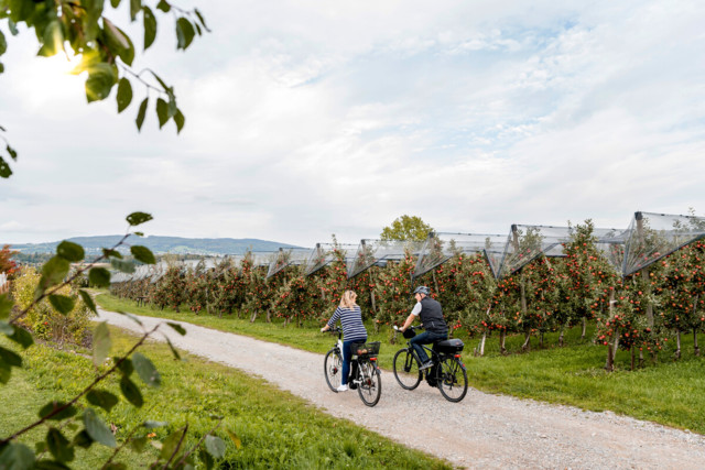 Radfahren am Bodensee durch die Obstplantagen im Herbst