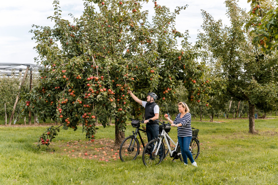 Fahrradtour durch die Obstplantagen