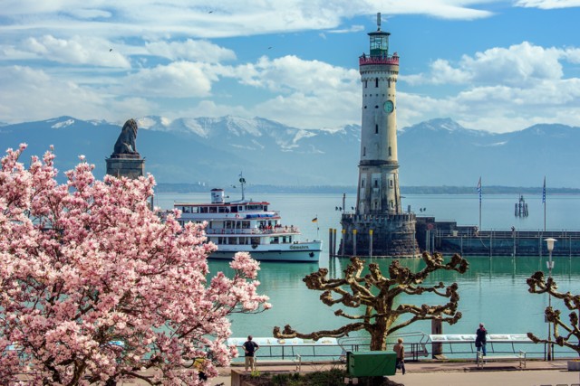 Magnolienblüte in Lindau mit dem Löwen und dem Leuchtturm in der bekannten Hafeneinfahrt